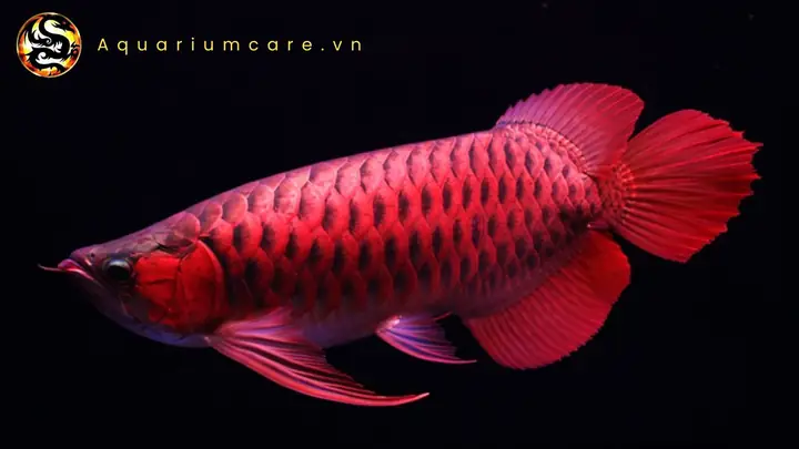 cá rồng huyết long