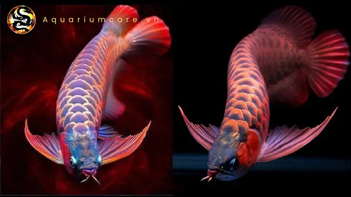 cá rồng huyết long