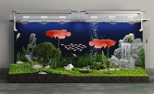 Cá rồng khỏe mạnh trong bể cá cảnh được chăm sóc đúng cách