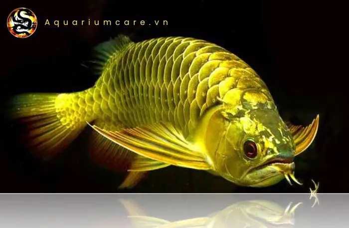 Cá Rồng Kim Long Quá Bối: Hướng Dẫn Nuôi, Chăm Sóc & Ý Nghĩa Phong Thủy