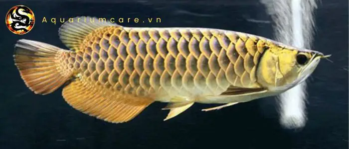 Cá Rồng Kim Long Quá Bối: Hướng Dẫn Nuôi, Chăm Sóc & Ý Nghĩa Phong Thủy