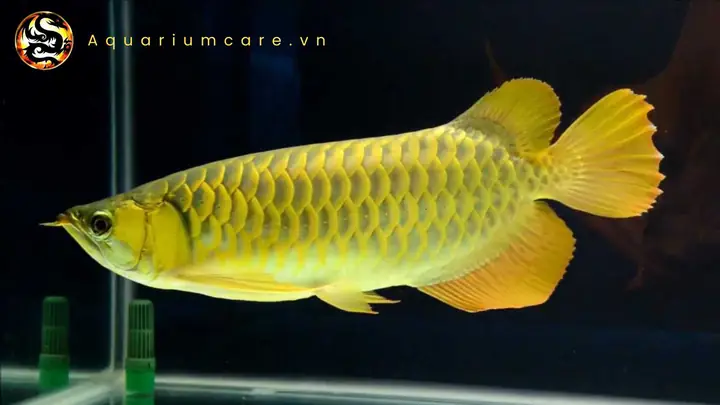 Cá Rồng Kim Long Quá Bối: Hướng Dẫn Nuôi, Chăm Sóc & Ý Nghĩa Phong Thủy
