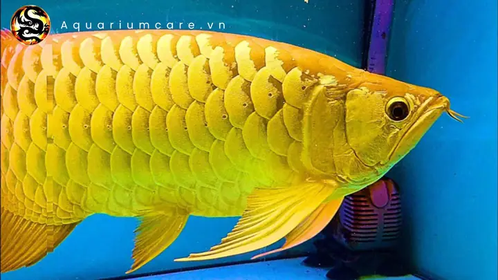 Cá Rồng Kim Long Quá Bối: Hướng Dẫn Nuôi, Chăm Sóc & Ý Nghĩa Phong Thủy