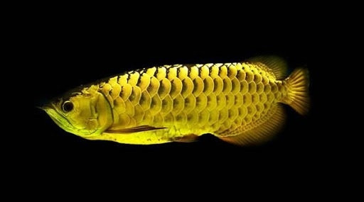 Cá Rồng Kim Long Quá Bối với vảy vàng óng ánh và dáng vẻ uy nghi
