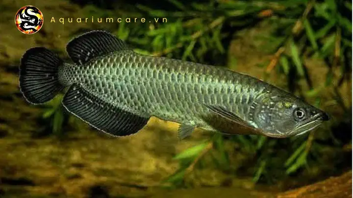 Cá Rồng Kim Long Úc: Đặc Điểm, Cách Nuôi Và Ý Nghĩa Phong Thủy