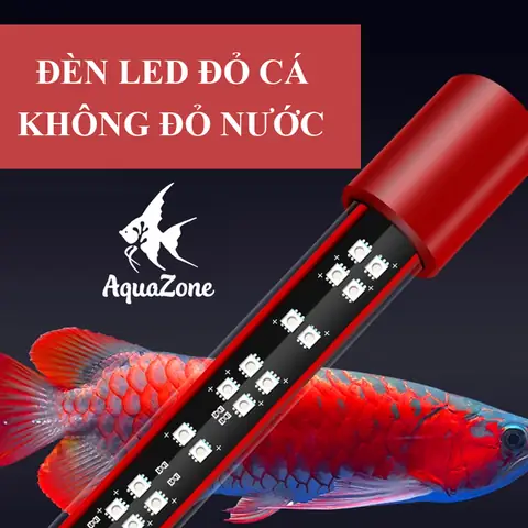 Hướng Dẫn Toàn Diện Giúp Cá Rồng Lên Màu Đẹp Chuẩn Chuyên Gia