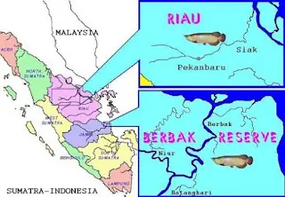 Cá Rồng Malaysia Gold 24K: Đặc Điểm, Giá Trị Và Cách Chăm Sóc