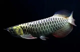 Cá Rồng Malaysia Gold 24K: Đặc Điểm, Giá Trị Và Cách Chăm Sóc