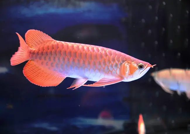 cá rồng sài gòn