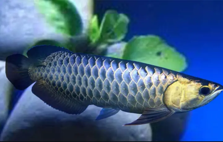cá rồng sài gòn
