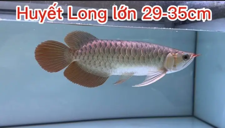 Cá Rồng Super Highback Malaysia: Đặc Điểm, Cách Nuôi & Giá