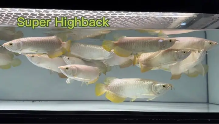 Cá Rồng Super Highback Malaysia: Đặc Điểm, Cách Nuôi & Giá