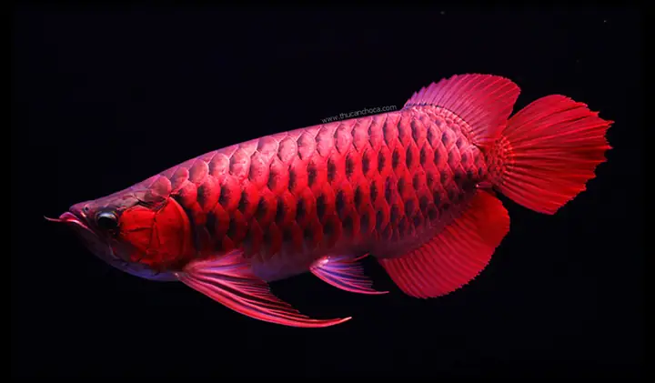 Cá Rồng Super Red: Hướng Dẫn Chăm Sóc & Nuôi Dưỡng Chi Tiết