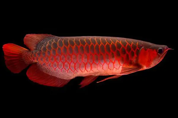 Cá Rồng Super Red: Hướng Dẫn Chăm Sóc & Nuôi Dưỡng Chi Tiết