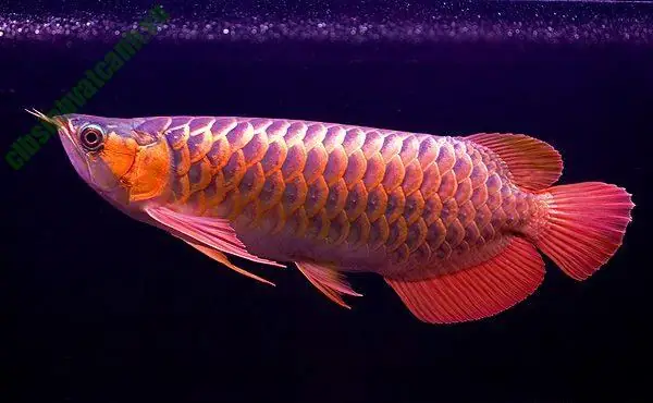 Cá Rồng Super Red: Hướng Dẫn Chăm Sóc & Nuôi Dưỡng Chi Tiết