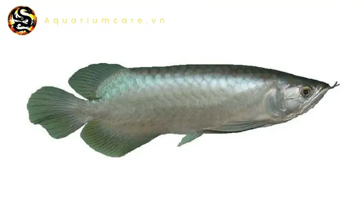 cá rồng thanh long