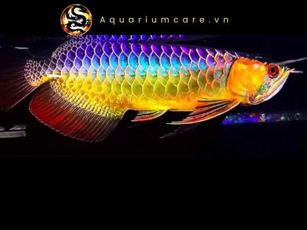 Cá Rồng Tiếng Anh Là Gì? Tổng Hợp Từ Vựng Về Arowana