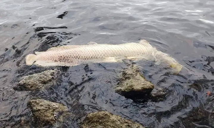 Cá Rồng Tiếng Anh Là Gì? Tổng Hợp Từ Vựng Về Arowana