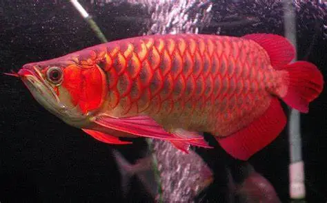 Cá Rồng Tiếng Anh Là Gì? Tổng Hợp Từ Vựng Về Arowana