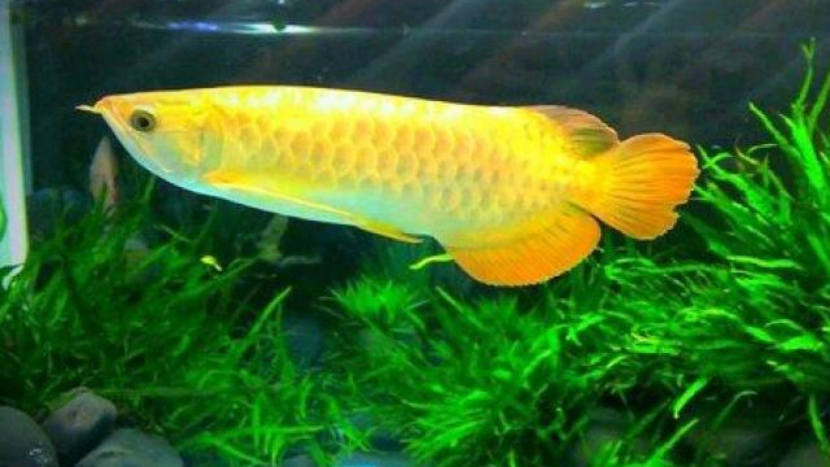 Cá Rồng uy nghi, màu sắc ấn tượng trong bể