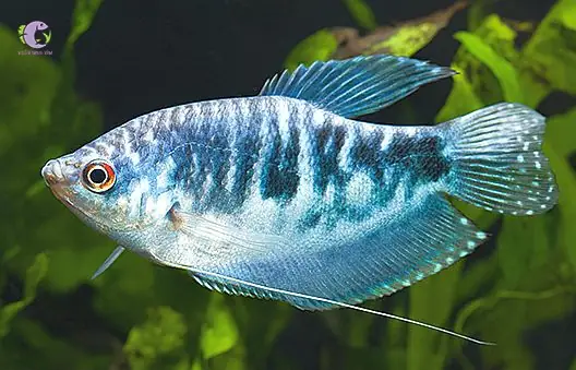 Cá Sặc Cẩm Thạch-1