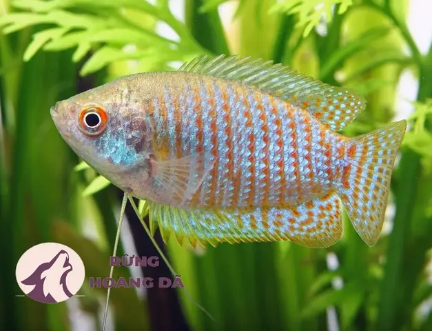 Cá Sặc Gấm Giá Bao Nhiêu? Hướng Dẫn Nuôi Và Chăm Sóc Chi Tiết