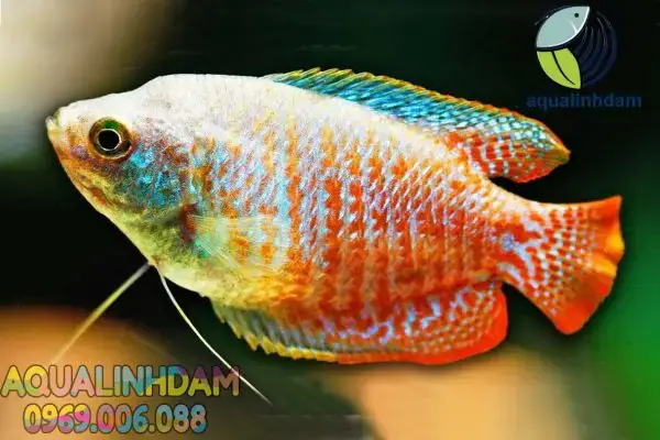 Cá Sặc Gấm Nuôi Chung Với Cá Nào? Hướng Dẫn Tương Thích & Lời Khuyên
