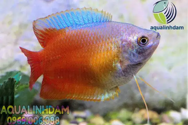 Cá Sặc Gấm Nuôi Chung Với Cá Nào? Hướng Dẫn Tương Thích & Lời Khuyên
