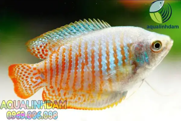 Cá Sặc Gấm Nuôi Chung Với Cá Nào? Hướng Dẫn Tương Thích & Lời Khuyên