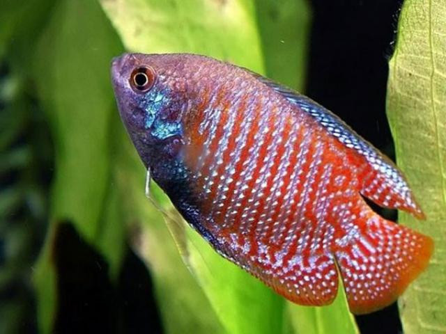 Cá sặc gấm với hoa văn màu cam và xanh
