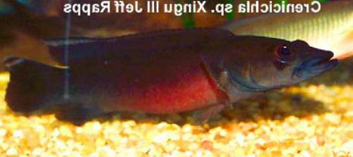 Cá sặc rằn Crenicichla sp. Xingu III với màu sắc huyền bí, một loài cichlid quý hiếm.