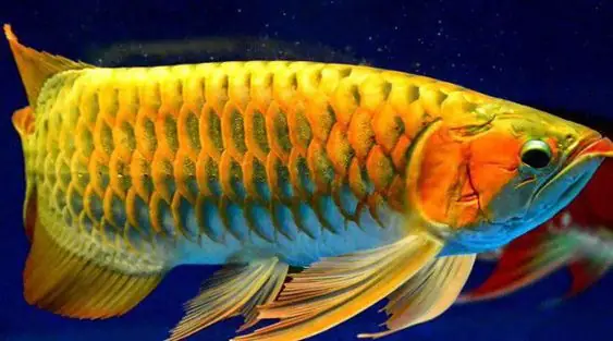 Tuyển Tập Những Loài **Cá Săn Mồi Đẹp** Hút Hồn và Hướng Dẫn Nuôi Dưỡng