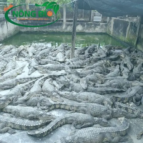 cá sấu đẻ con hay đẻ trứng