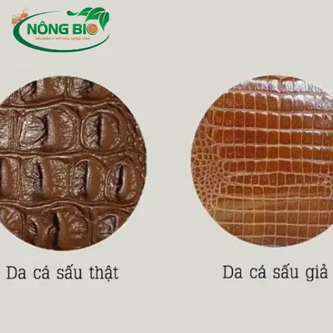 cá sấu đẻ con hay đẻ trứng
