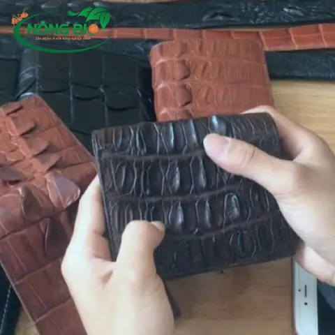 cá sấu đẻ con hay đẻ trứng