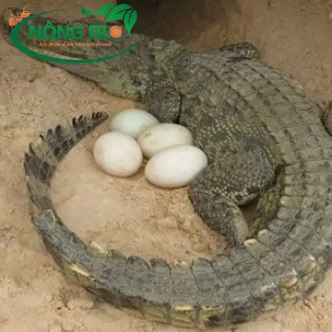 cá sấu đẻ con hay đẻ trứng