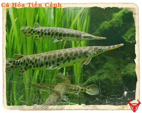 cá sấu hỏa tiễn cảnh