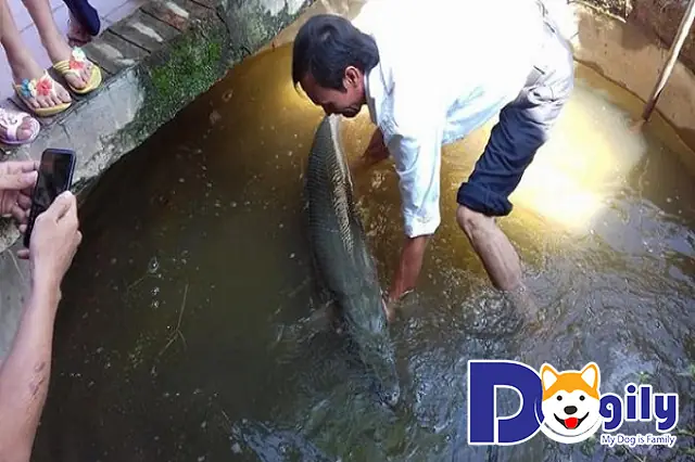 cá sấu hỏa tiễn giá