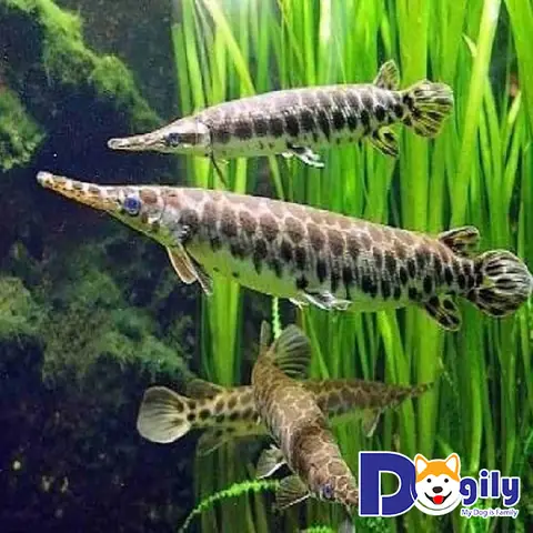 cá sấu hỏa tiễn giá