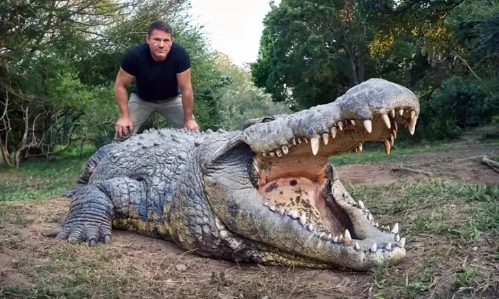 Cá Sấu Nước Mặn Lớn Nhất Thế Giới: Kỷ Lục Và Sự Thật Đáng Kinh Ngạc