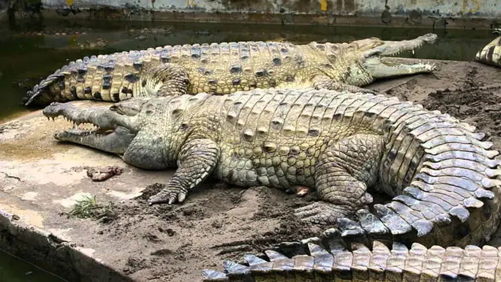 cá sấu sống ở đâu cá sấu sống ở đâu