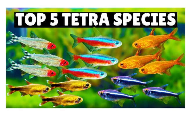 Cá sóc đầu đỏ khỏe mạnh trong bể cá cảnh Sài Gòn