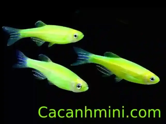 Làm Thế Nào để Nhận Biết và Chăm Sóc Cá Sọc Ngựa Cái Chuẩn Nhất?