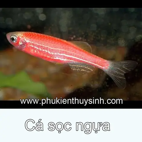 Cá Sọc Ngựa Hồng: Đặc Điểm, Cách Chăm Sóc Và Sinh Sản Chi Tiết