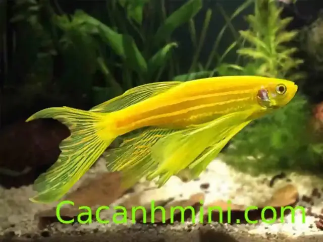 Cá Sọc Ngựa Mang Bầu Bao Lâu: Hướng Dẫn Sinh Sản Toàn Diện
