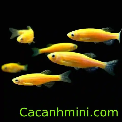 Hướng dẫn chi tiết cách cho cá sọc ngựa sinh sản thành công