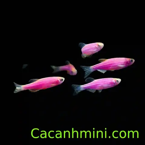 Hướng dẫn chi tiết cách cho cá sọc ngựa sinh sản thành công