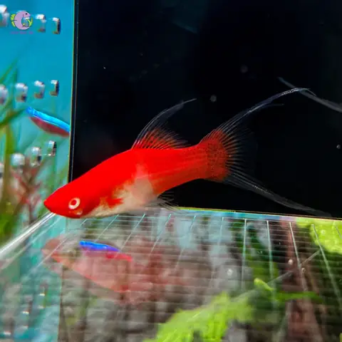 Cá Song Kiếm Koi: Hướng Dẫn Chăm Sóc Toàn Diện Từ A-Z