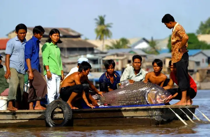 Cá Sông Mê Kông: Đa Dạng Loài và Nỗ Lực Bảo Tồn