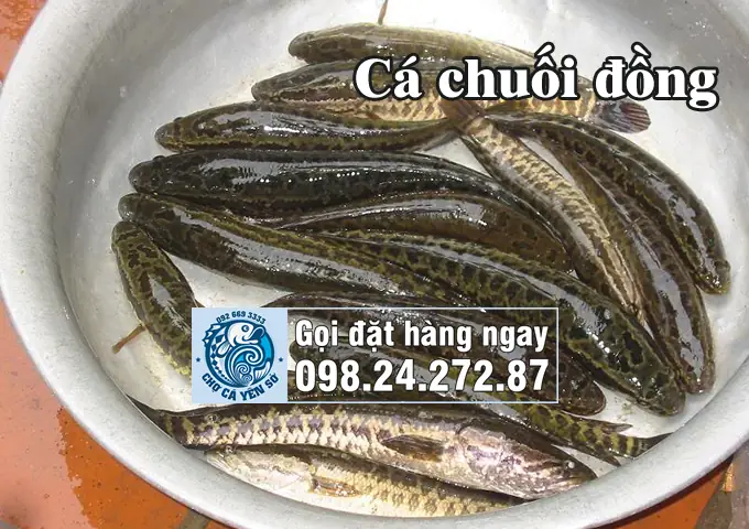 cá sộp là cá gì cá sộp là cá gì